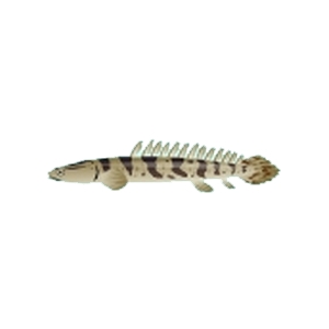 Congo Bichir